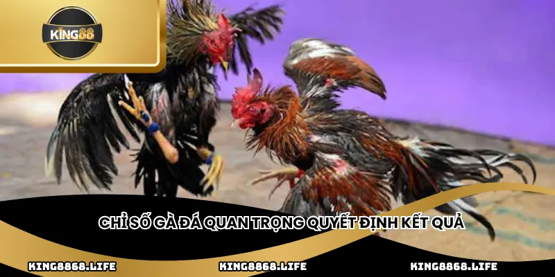 Chỉ số gà đá quan trọng quyết định kết quả