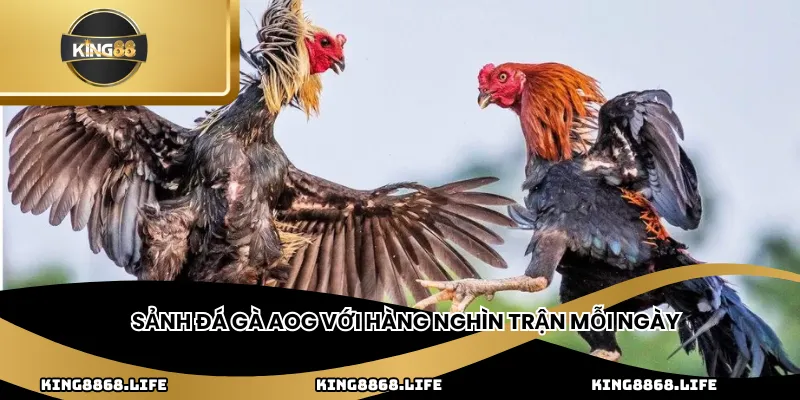 Sảnh đá gà AOG với hàng nghìn trận mỗi ngày